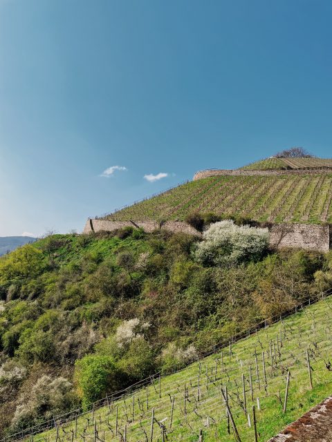 Rüdesheim am Rhein
