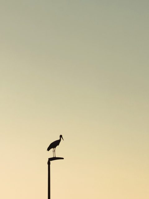 Hessenaue